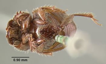 Media type: image;   Entomology 34130 Aspect: habitus ventral view